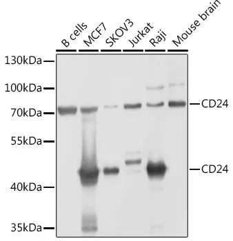 CD24 Rabbit Polyclonal Antibody - image 1