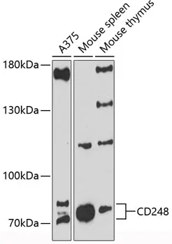 TEM1 (CD248) Rabbit Polyclonal Antibody - image 1
