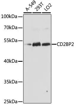 CD2BP2 Rabbit Polyclonal Antibody - image 1