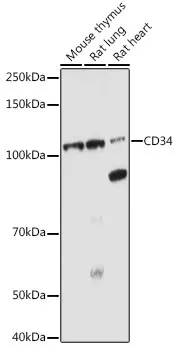 CD34 Rabbit Polyclonal Antibody - image 1