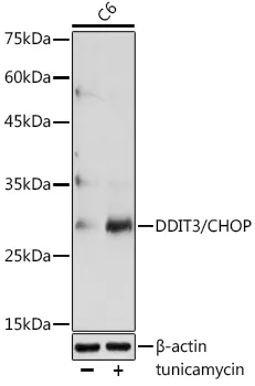 DDIT3 Rabbit Polyclonal Antibody - image 1