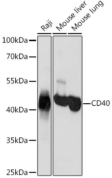 CD40 Rabbit Polyclonal Antibody - image 1