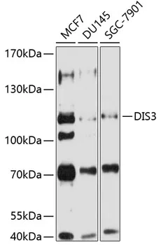 DIS3 Rabbit Polyclonal Antibody - image 1