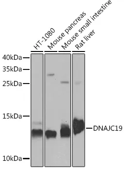 DNAJC19 Rabbit Polyclonal Antibody - image 1