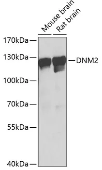 Dynamin 2 (DNM2) Rabbit Polyclonal Antibody - image 1