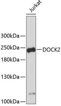 DOCK2 Rabbit Polyclonal Antibody - image 1