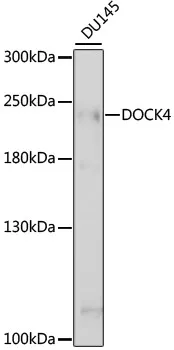 DOCK4 Rabbit Polyclonal Antibody - image 1