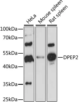 DPEP2 Rabbit Polyclonal Antibody - image 1