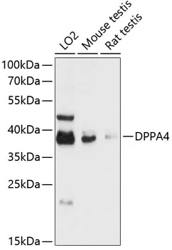 DPPA4 Rabbit Polyclonal Antibody - image 1