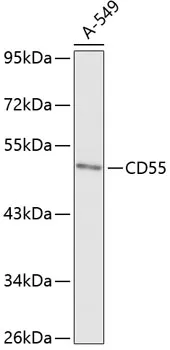 CD55 Rabbit Polyclonal Antibody - image 1