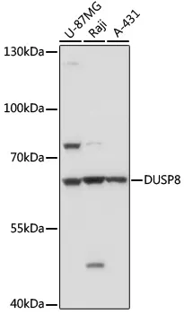 DUSP8 Rabbit Polyclonal Antibody - image 1