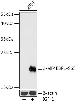 EIF4EBP1 Rabbit Polyclonal Antibody - image 1