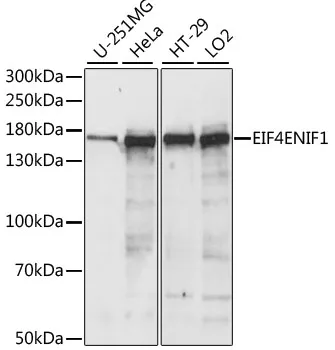 EIF4ENIF1 Rabbit Polyclonal Antibody - image 1