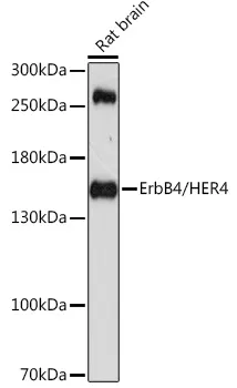 ErbB 4 (ERBB4) Rabbit Polyclonal Antibody - image 1