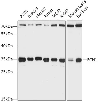 ECH1 Rabbit Polyclonal Antibody - image 1