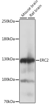ERC2 Rabbit Polyclonal Antibody - image 1