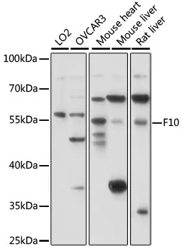 Factor X (F10) Rabbit Polyclonal Antibody - image 1