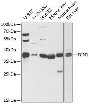 FCN1 Rabbit Polyclonal Antibody - image 1