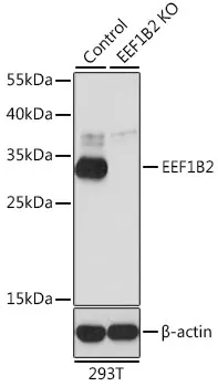 EEF1B2 Rabbit Polyclonal Antibody - image 1