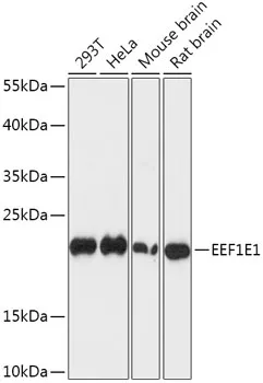 EEF1E1 Rabbit Polyclonal Antibody - image 1