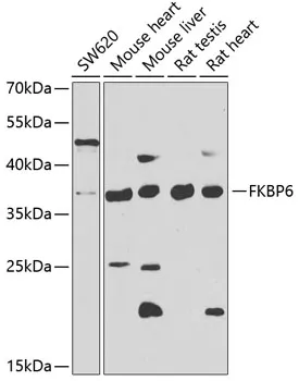 FKBP6 Rabbit Polyclonal Antibody - image 1