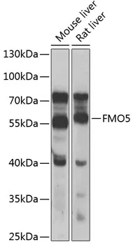 FMO5 Rabbit Polyclonal Antibody - image 1
