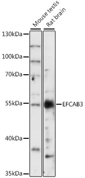 EFCAB3 Rabbit Polyclonal Antibody - image 1