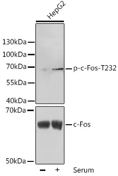 c Fos (FOS) Rabbit Polyclonal Antibody - image 1