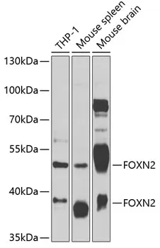 FOXN2 Rabbit Polyclonal Antibody - image 1