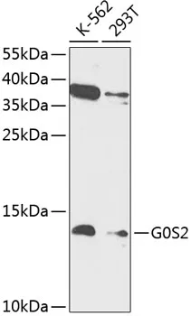 G0S2 Rabbit Polyclonal Antibody - image 1