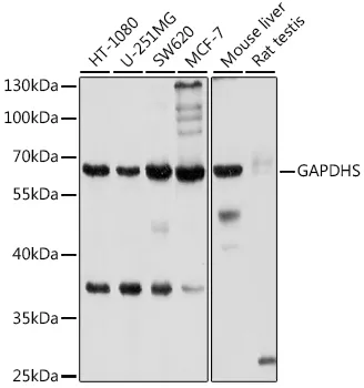 GAPDHS Rabbit Polyclonal Antibody - image 1