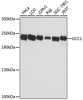 GCC2 Rabbit Polyclonal Antibody - image 1