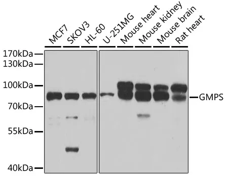 GMP Synthase (GMPS) Rabbit Polyclonal Antibody - image 1