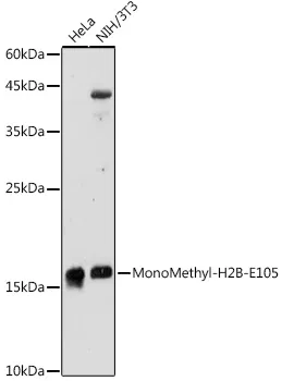 H2BC3 Rabbit Polyclonal Antibody - image 1