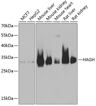 HAGH Rabbit Polyclonal Antibody - image 1