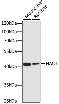 HAO1 Rabbit Polyclonal Antibody - image 1