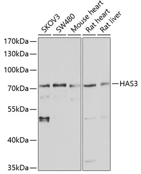 HAS3 Rabbit Polyclonal Antibody - image 1