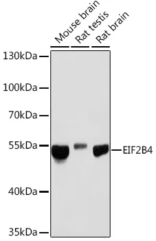 EIF2B4 Rabbit Polyclonal Antibody - image 1