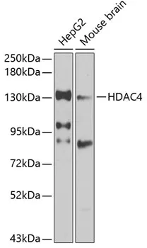 HDAC4 Rabbit Polyclonal Antibody - image 1