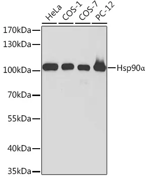 HSP90AA1 Rabbit Polyclonal Antibody - image 1