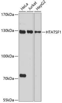HIV TAT specific factor 1 (HTATSF1) Rabbit Polyclonal Antibody - image 1