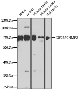 IGF2BP2 Rabbit Polyclonal Antibody - image 1