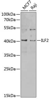 ILF2 Rabbit Polyclonal Antibody - image 1