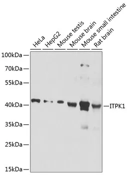 ITPK1 Rabbit Polyclonal Antibody - image 1