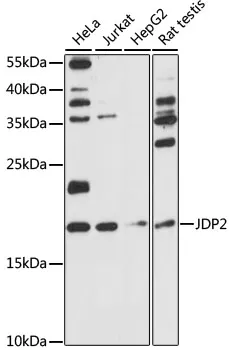 JDP2 Rabbit Polyclonal Antibody - image 1