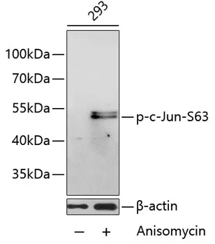 c-Jun (JUN) Rabbit Polyclonal Antibody - image 1