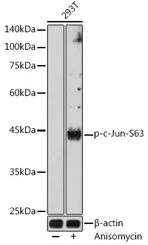 c-Jun (JUN) Rabbit Polyclonal Antibody - image 1