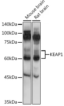 KEAP1 Rabbit Polyclonal Antibody - image 1