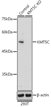 KMT5C Rabbit Polyclonal Antibody - image 1