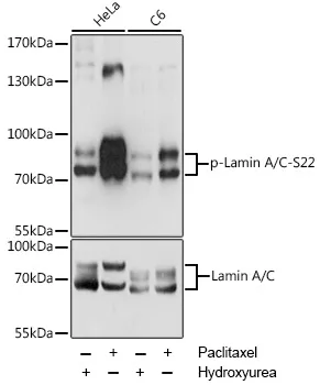 Lamin A (LMNA) Rabbit Polyclonal Antibody - image 1